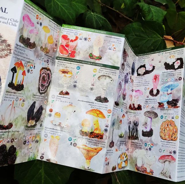 CARTILLA FUNGA AUSTRAL2