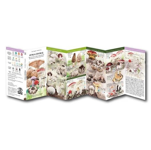 CARTILLA HONGOS FUNGA CENTRAL2