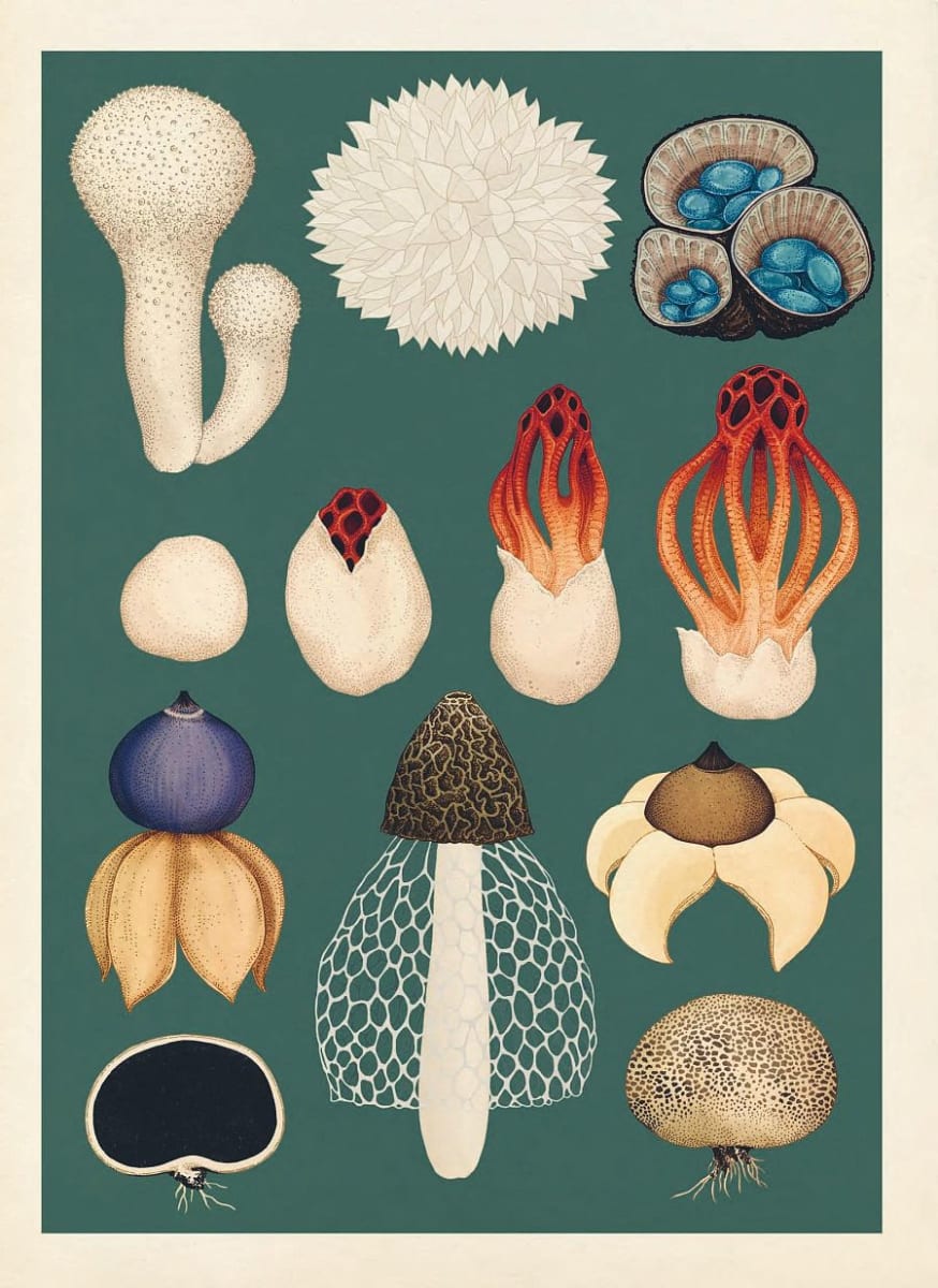 FUNGARIUM3