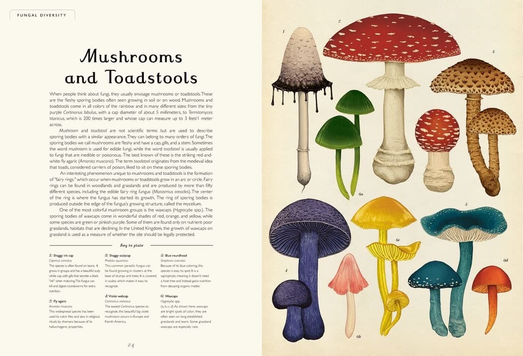 FUNGARIUM6