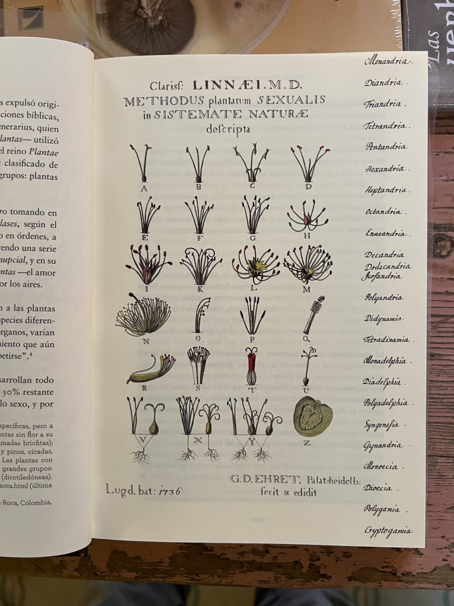 ÁLBUM DE PLANTAS PROHIBIDAS3