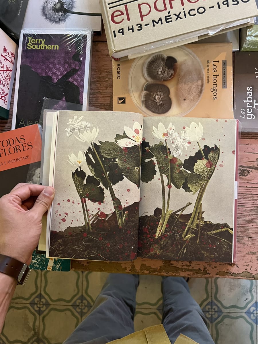 ÁLBUM DE PLANTAS PROHIBIDAS4