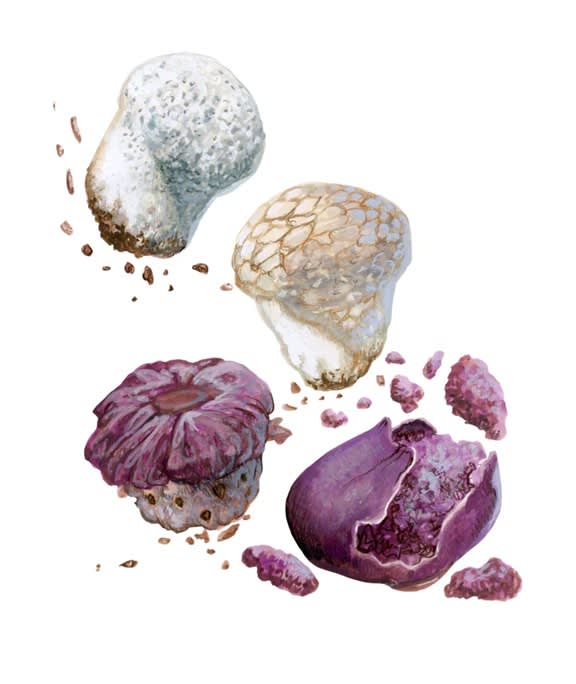 HONGOS COMESTIBLES DE CHILE (Y OTROS NO TANTO)3