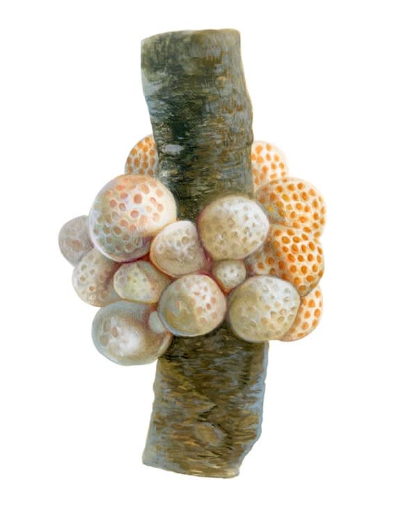 HONGOS COMESTIBLES DE CHILE (Y OTROS NO TANTO)4