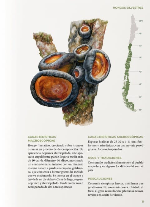 HONGOS COMESTIBLES DE CHILE (Y OTROS NO TANTO)2