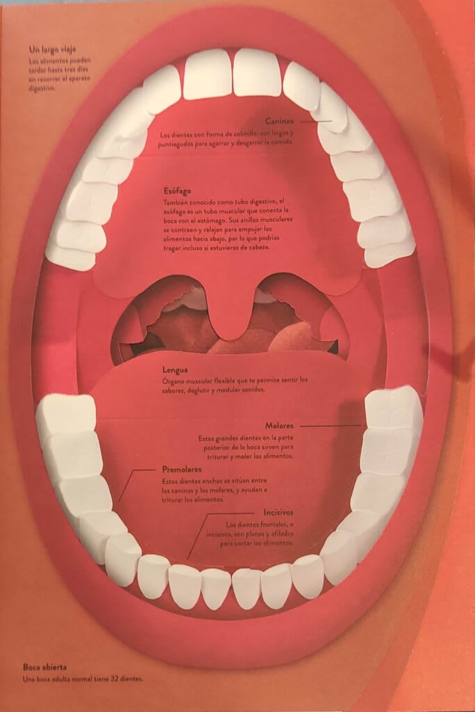 UN MUNDO DE PAPEL:  EL CUERPO HUMANO2