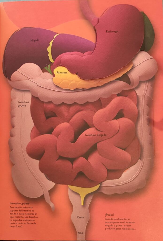 UN MUNDO DE PAPEL:  EL CUERPO HUMANO4