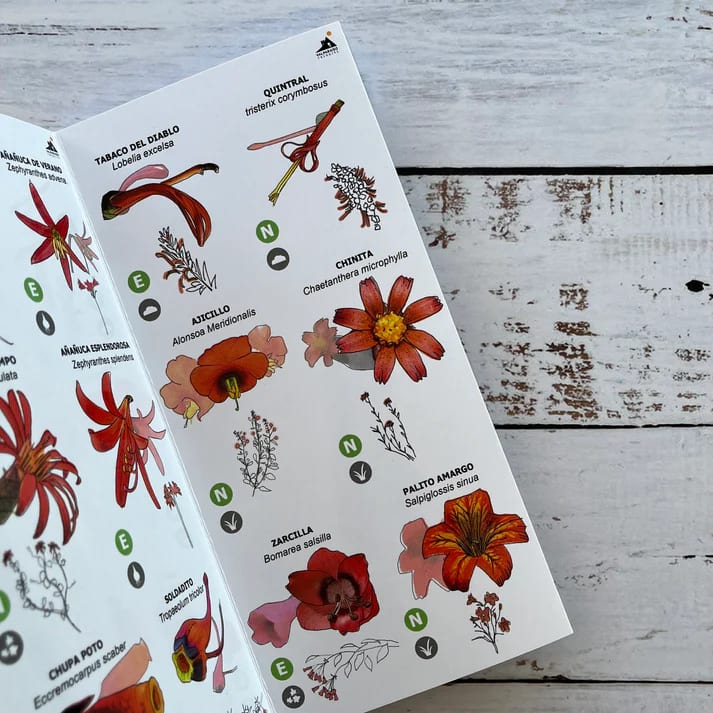 CARTILLA FLORES SILVESTRES CHILE CENTRAL7