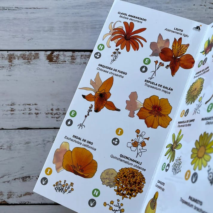 CARTILLA FLORES SILVESTRES CHILE CENTRAL6
