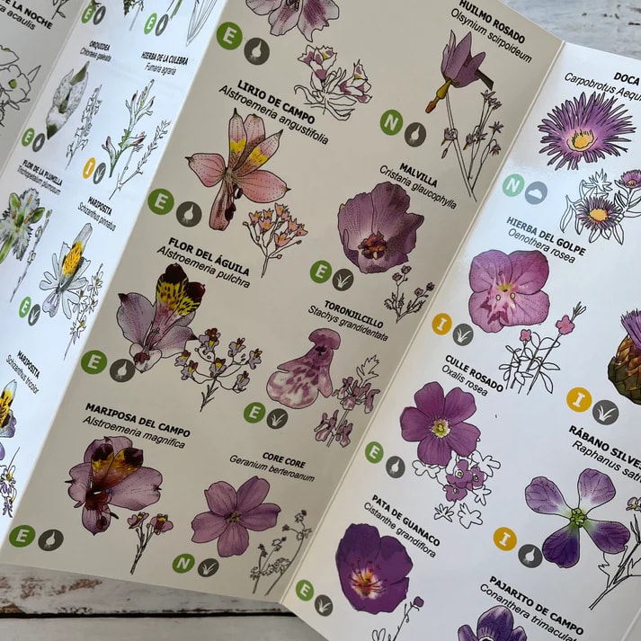 CARTILLA FLORES SILVESTRES CHILE CENTRAL5