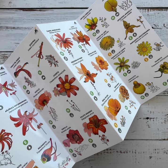 CARTILLA FLORES SILVESTRES CHILE CENTRAL4