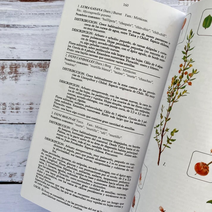 FLORA SILVESTRE DE CHILE ZONA ARAUCANA (TB)2