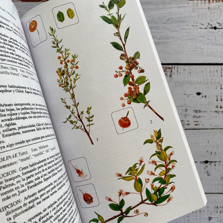 FLORA SILVESTRE DE CHILE ZONA ARAUCANA (TB)3