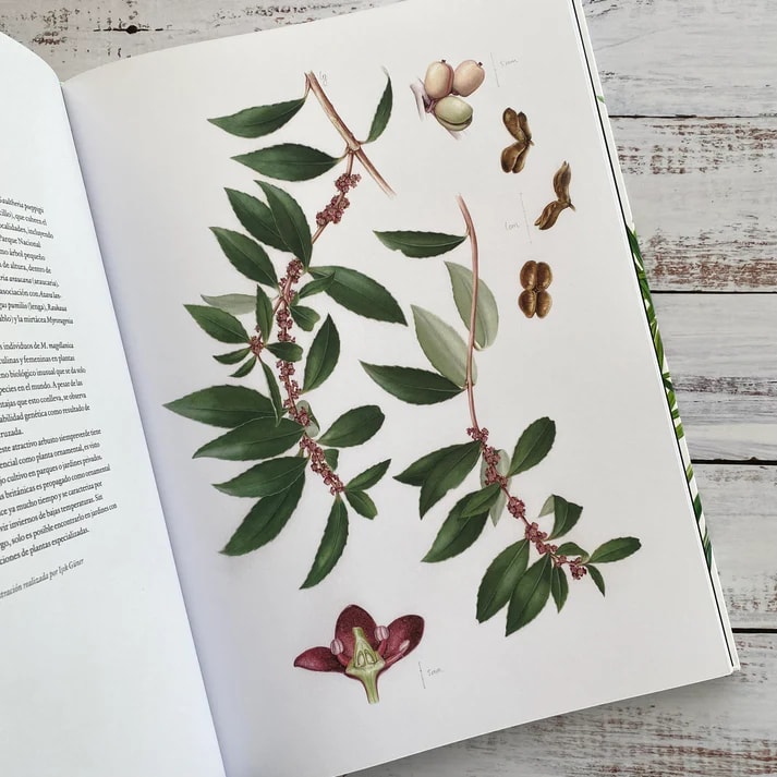 PLANTAS Y ÁRBOLES DE LOS BOSQUES DE CHILE6