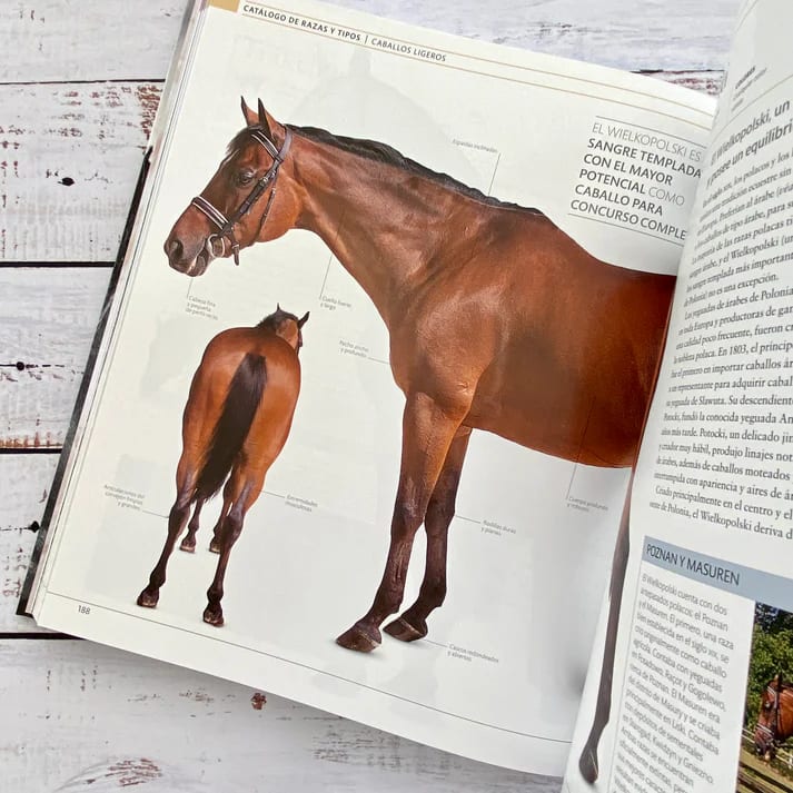 ENCICLOPEDIA DEL CABALLO3
