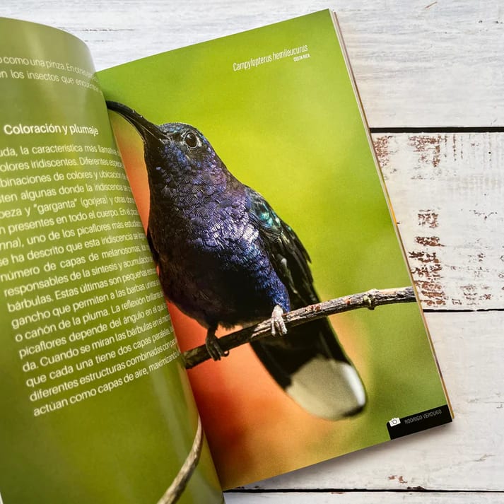 PICAFLORES DE CHILE2