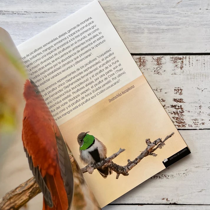 PICAFLORES DE CHILE3