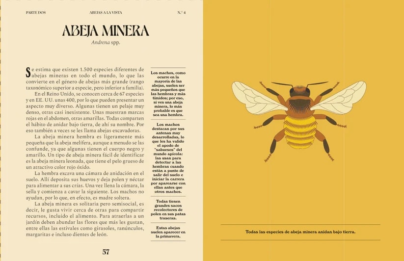 UNA GUÍA PARA CURIOSOS: ABEJAS3