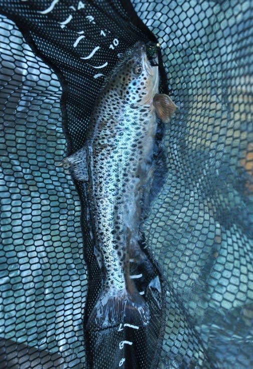 LOS MEJORES LUGARES PARA PESCAR CON MOSCA EN CHILE3