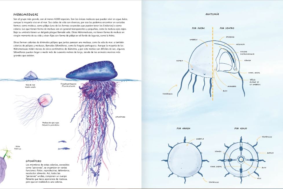 MISTERIOSAS MEDUSAS3