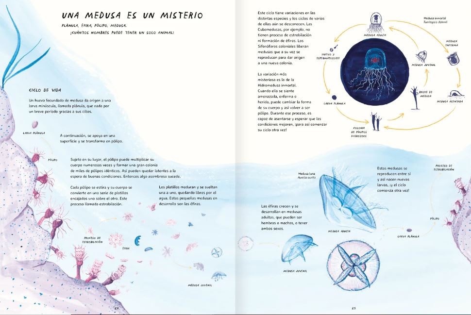MISTERIOSAS MEDUSAS5