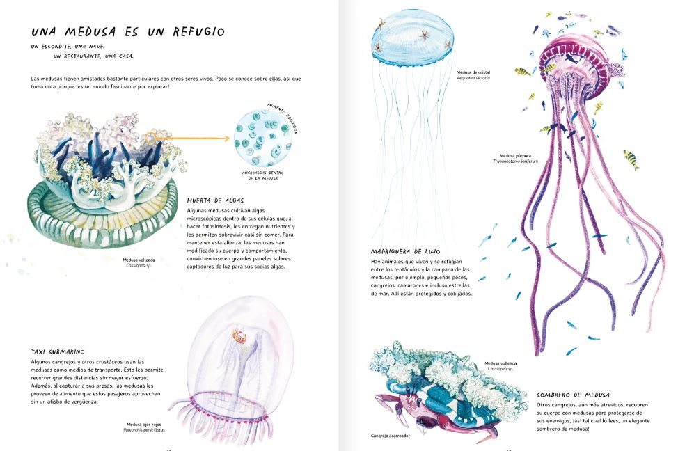 MISTERIOSAS MEDUSAS6