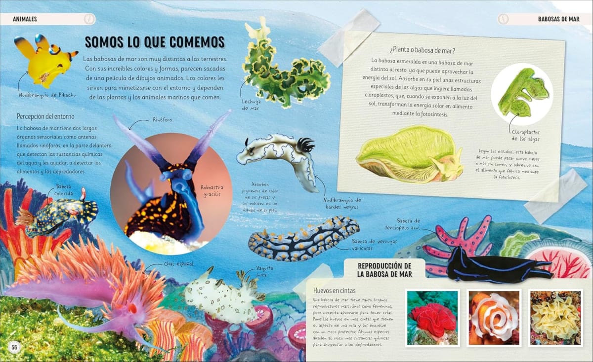 OCEANOS INCREIBLES3