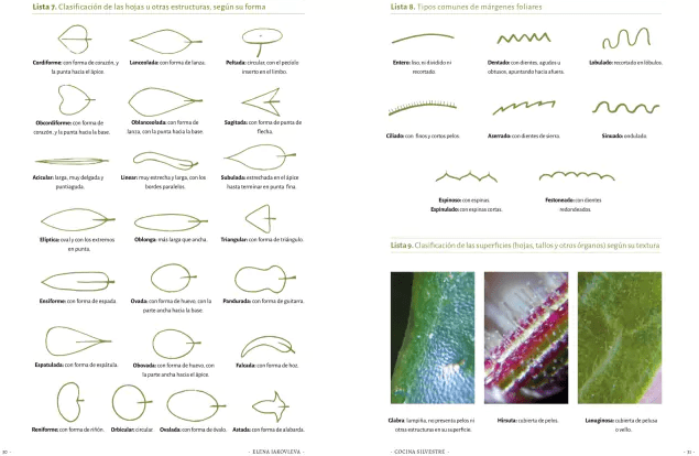 COCINA SILVESTRE II3