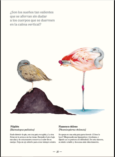 SUEÑO ANIMAL3