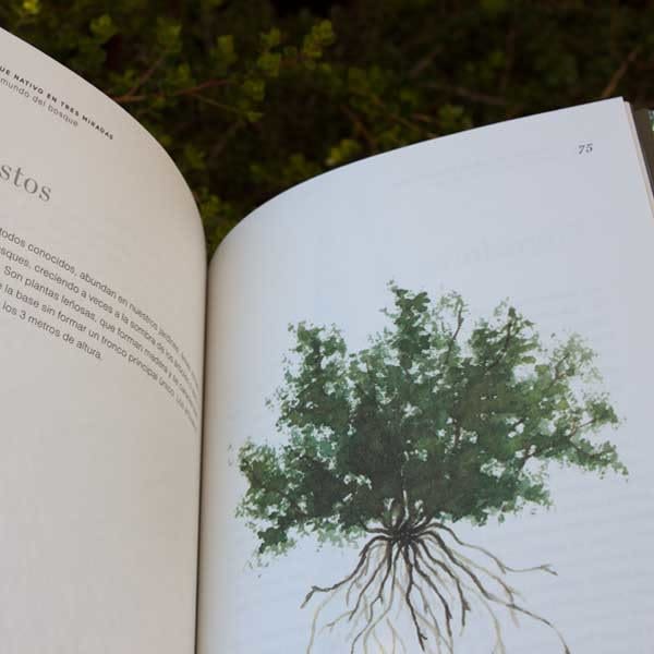 BOSQUE NATIVO EN TRES MIRADAS3