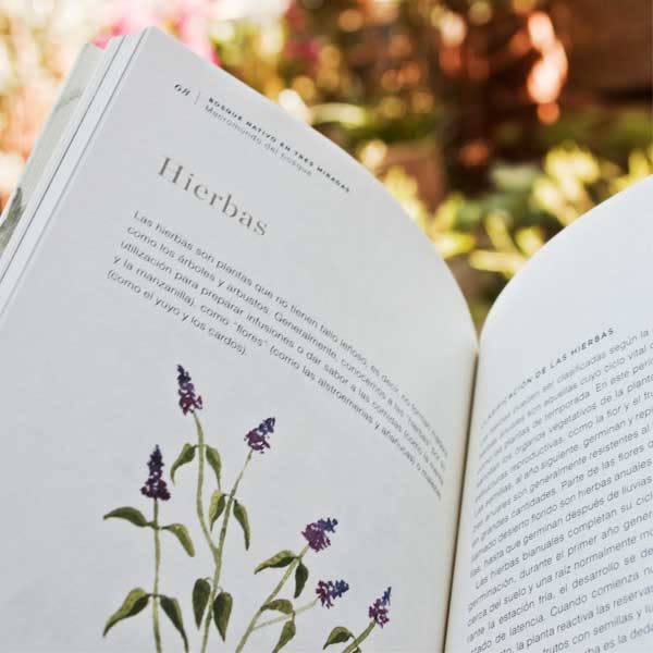 BOSQUE NATIVO EN TRES MIRADAS4