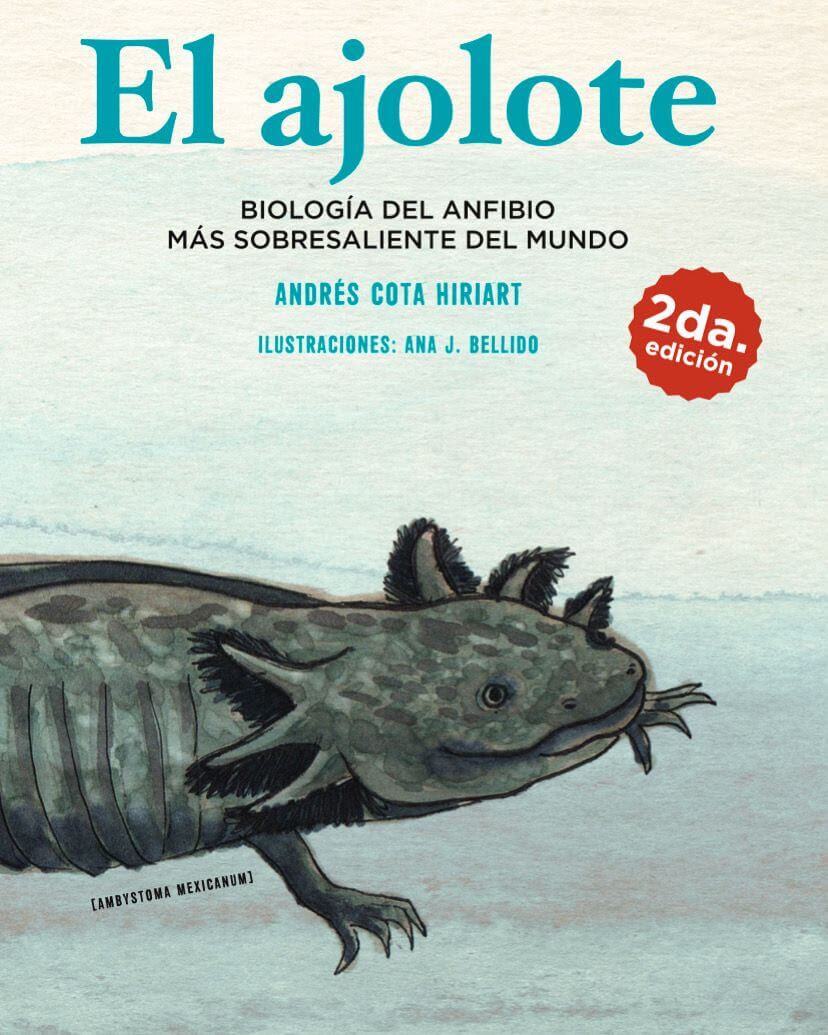EL AJOLOTE1
