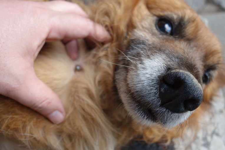 ¿QUÉ PARASITOS EXTERNOS SON LOS MAS COMUNES Y QUE CONSECUENCIAS TIENEN EN NUESTRAS MASCOTAS?