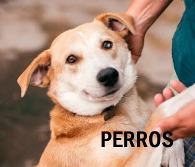 Perros