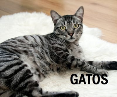 Gatos