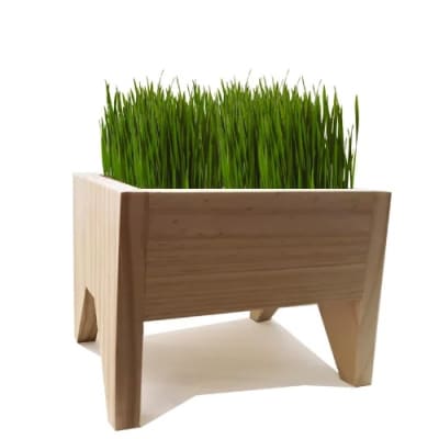 EXTINTA HIERBA RUIL +1 SEMILLA1