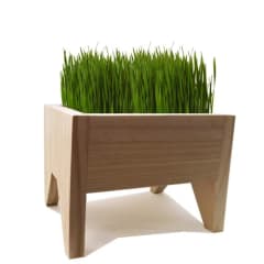 EXTINTA HIERBA RUIL +1 SEMILLA