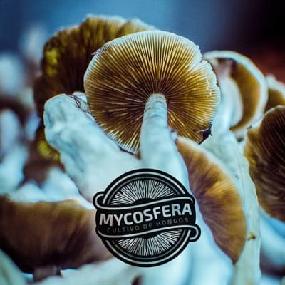 productos destacados