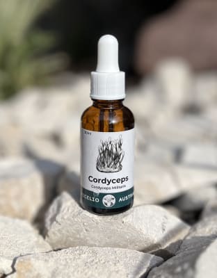 CORDYCEPS EXTRACTO
