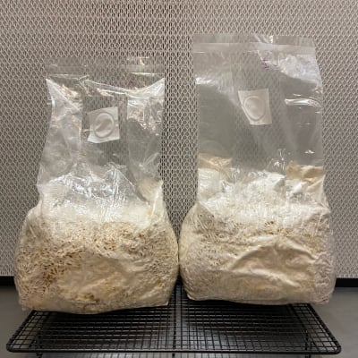 Grano colonizado 5 Kilos (SPAWN)