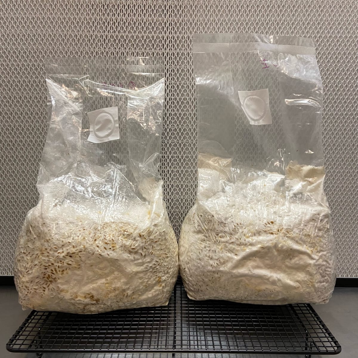Grano colonizado 5 Kilos (SPAWN)1
