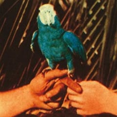 VINILO BIRD,ANDREW / ARE YOU SERIOUS