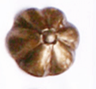 CLAVETÓN 20 MM ROSITA CAFÉ CR-33 UNIDAD