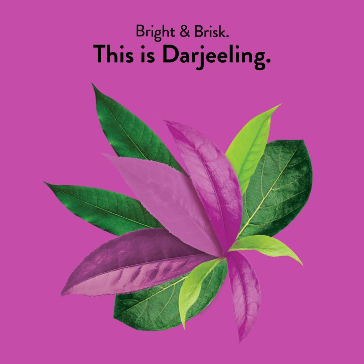 Choice Te Darjeeling Organico5