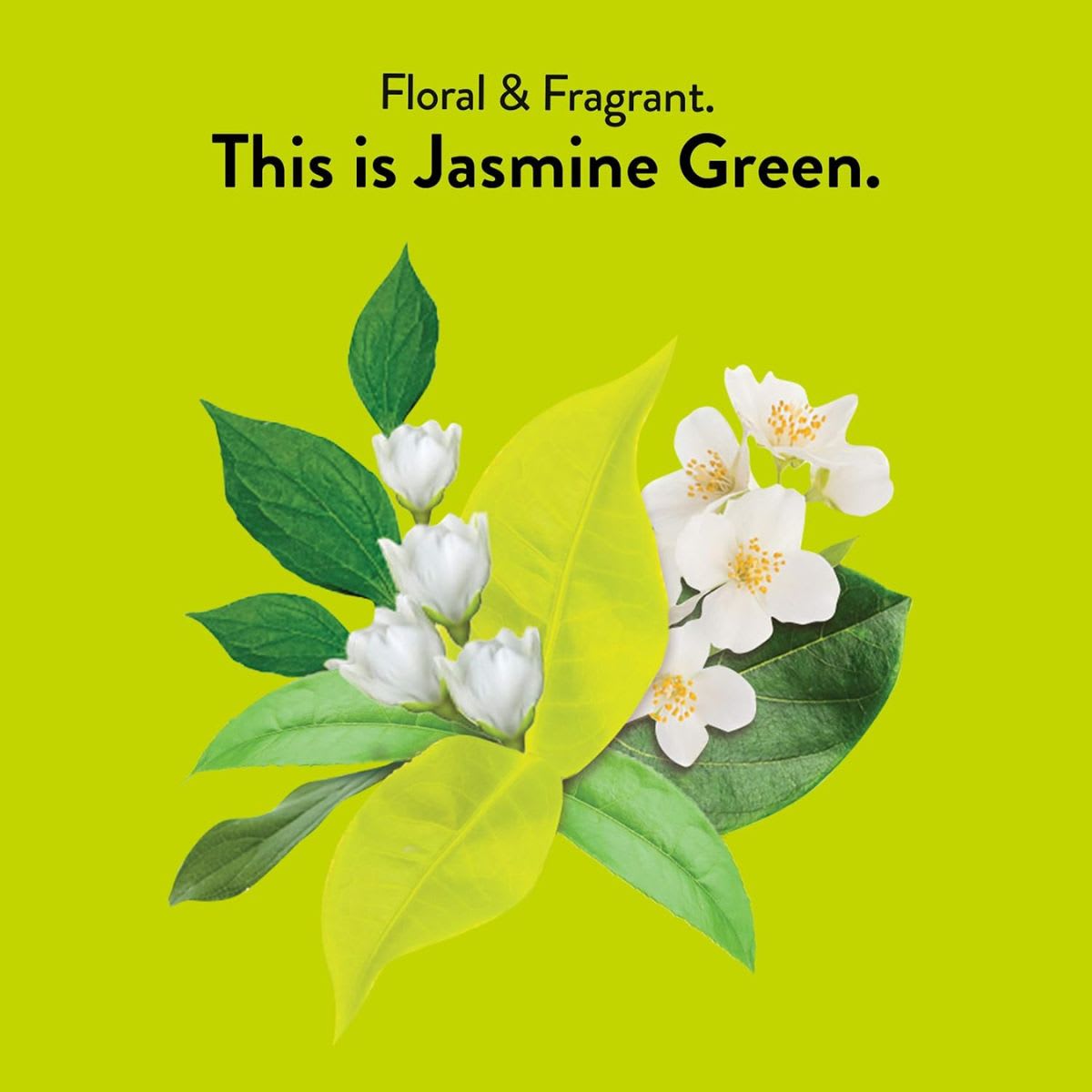 Choice Te Jasmine Green Organico6