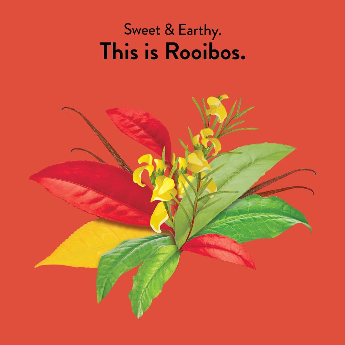 Choice Te Rooibos Vanille Organico6