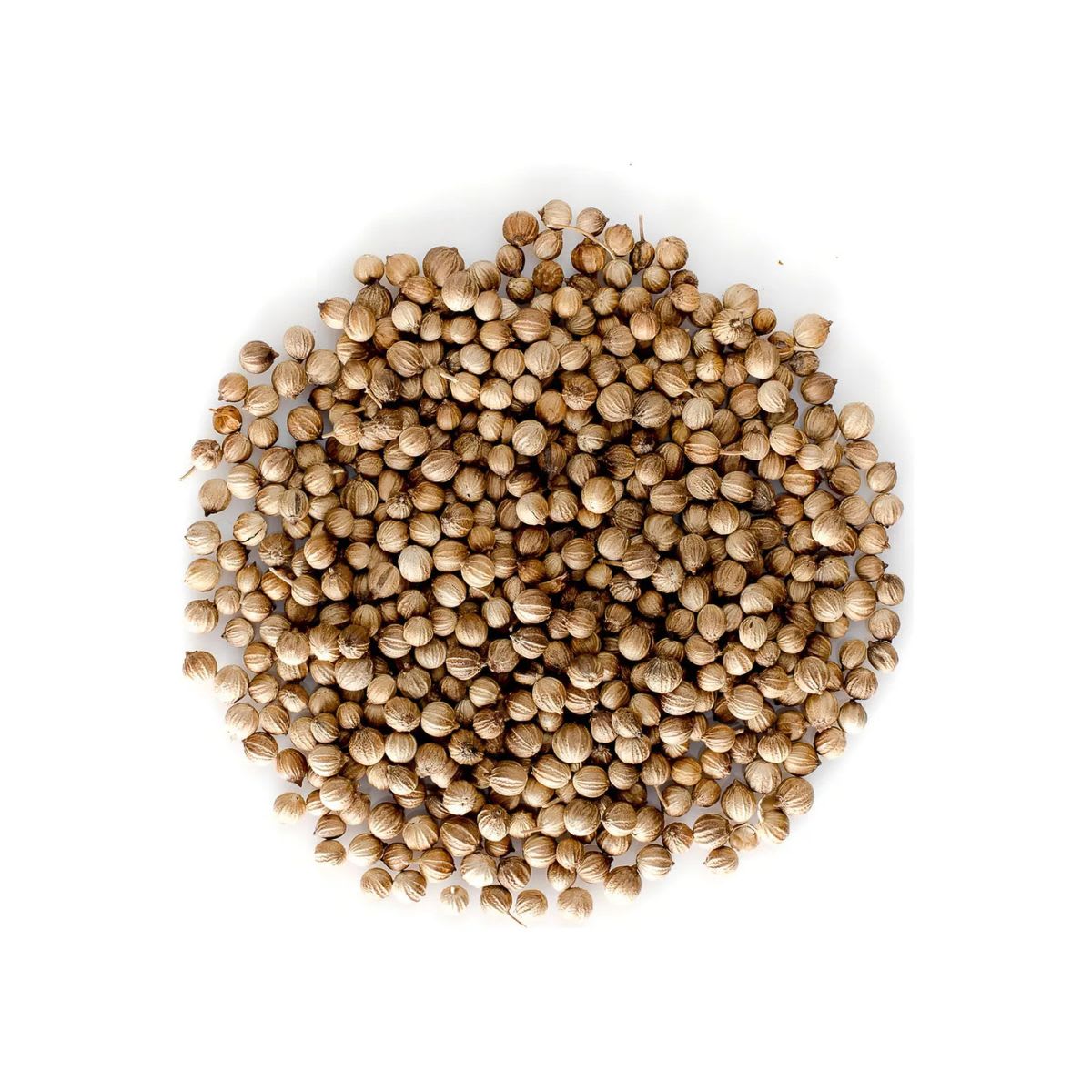 Semillas De Cilantro Caja 5 Kg Por Mayor1