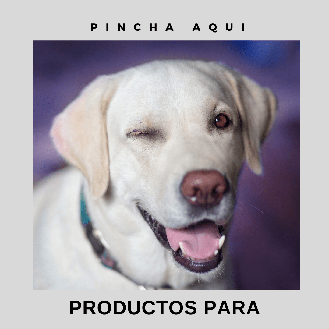 perros
