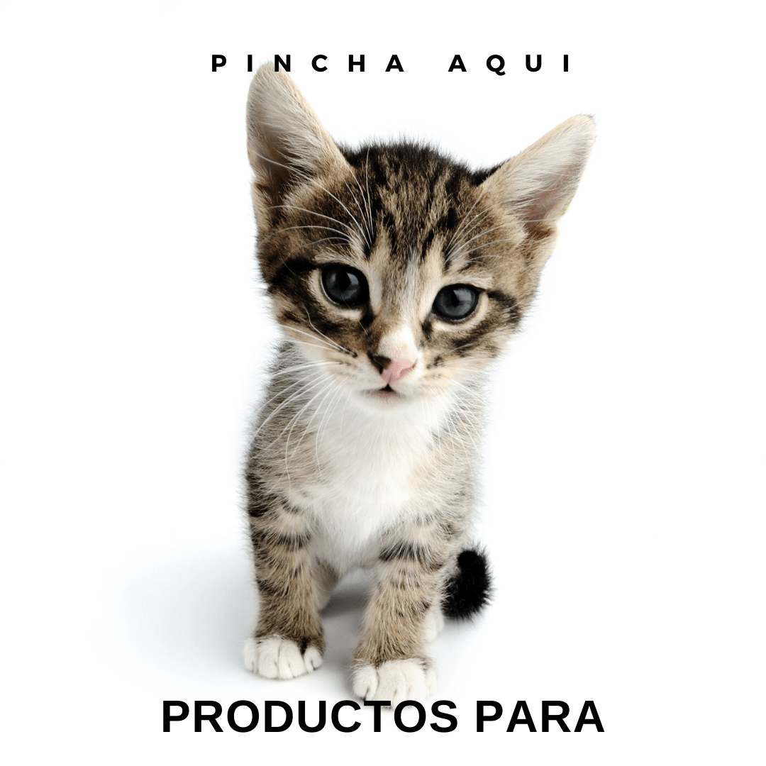 gatos