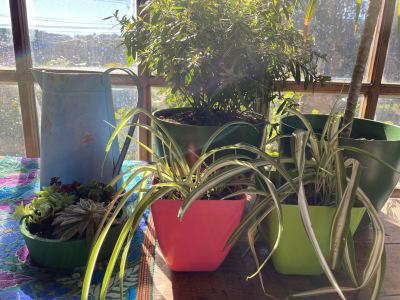 Macetero Bio Bamboo Cuadrado Verde 13,3x13,3x12,4 cm